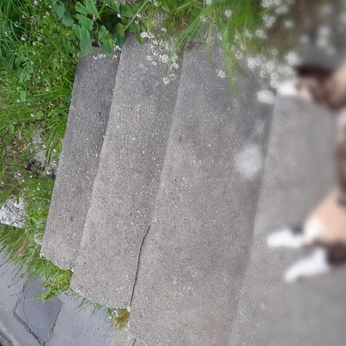 Scala, strage di gatti a Pontone: bocconi avvelenati disseminati per le vie della frazione 
