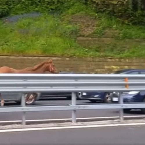 Scena curiosa a Napoli, cavallo galoppa contromano in Tangenziale