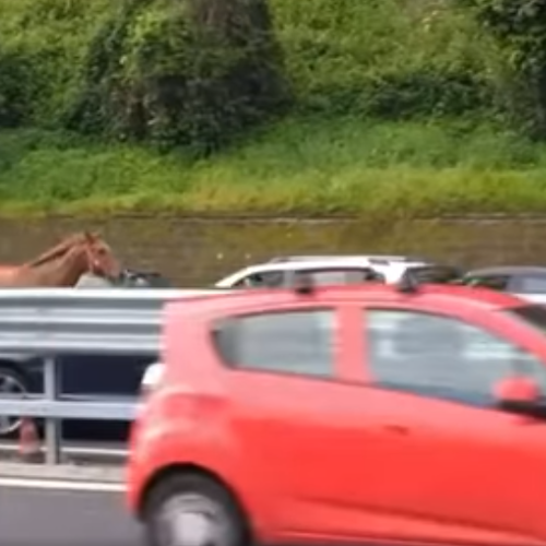 Scena curiosa a Napoli, cavallo galoppa contromano in Tangenziale