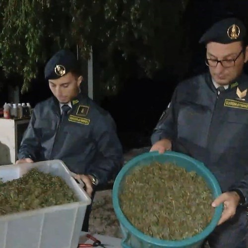 Scoperta maxi serra di cannabis sui Monti Lattari: sequestrata oltre una tonnellata di droga