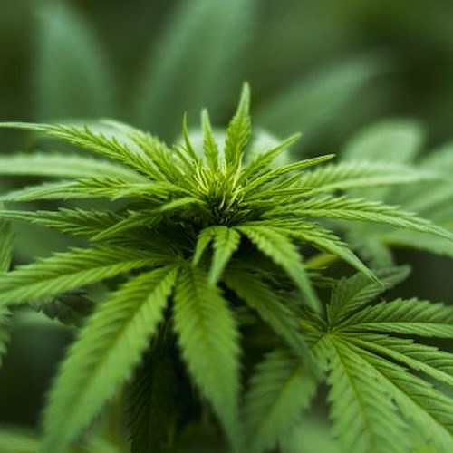 Sentenza storica della Cassazione: coltivare Cannabis in casa non è reato 