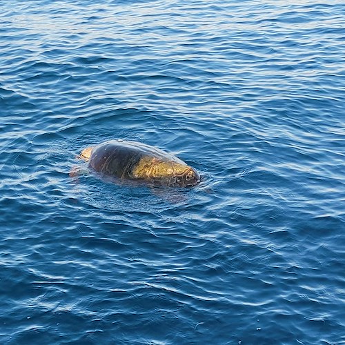 Settantamila euro per la tutela delle tartarughe marine: la soddisfazione dell'Area Marina Punta Campanella
