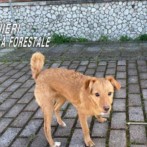 Si trasferiscono e abbandonano la cagnolina nella vecchia abitazione, vergogna nel Casertano<br />&copy; Carabinieri tutela forestale