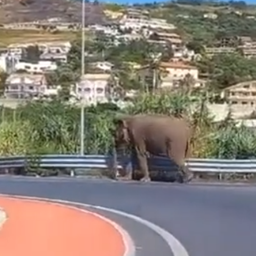 Singolare avvistamento nel Cosentino, elefante a spasso sulla SS 18 