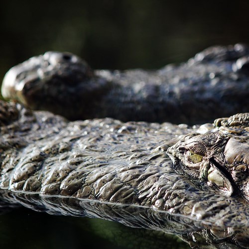 Sopravvive all'attacco di alligatore lungo 12 piedi: l'incredibile storia dell'avventuriero Juan-Carlos La Verde