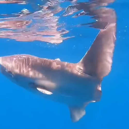 Sorpresa nelle acque della Baia di Ieranto: avvistato grosso esemplare di pesce luna (Mola mola) / VIDEO