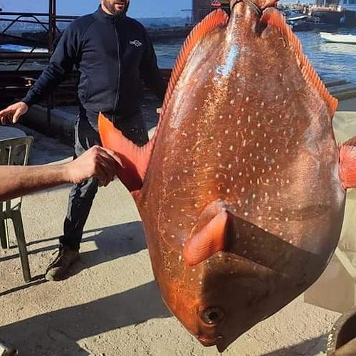 Sorpresa nelle acque di Procida, pescato un pesce re di oltre 40 kg <br />&copy; Tv Procida
