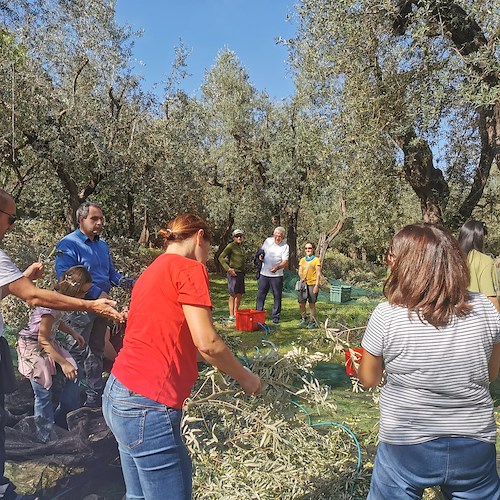 Sorrento, successo per la tre giorni di raccolta delle olive al fondo agricolo
