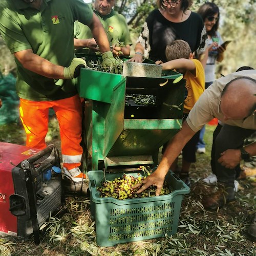 Sorrento, successo per la tre giorni di raccolta delle olive al fondo agricolo