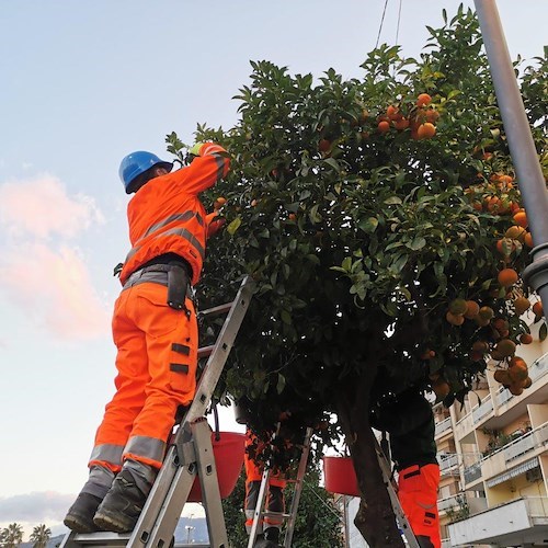 SorrentoOrangeWeek. Sorrento come Montecarlo: al via la raccolta delle arance amare