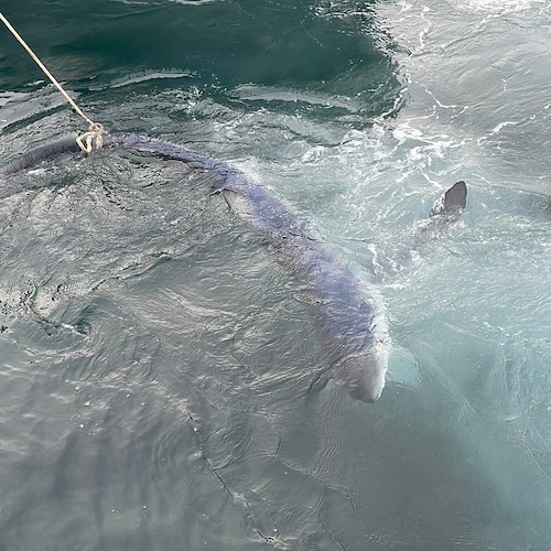 Squalo azzurro arriva stordito sulla spiaggia di Maiori: salvato dai pescatori 