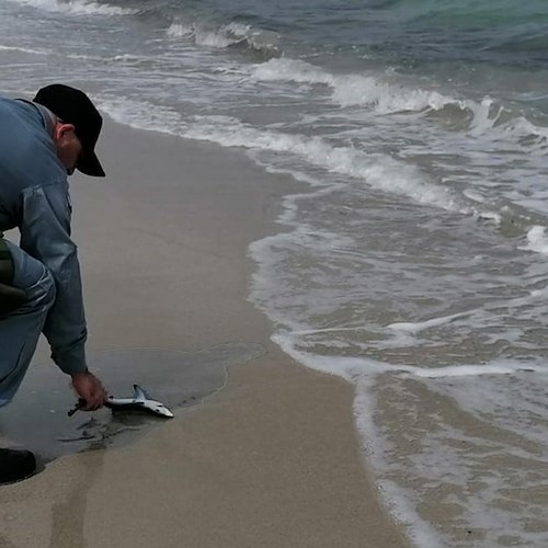 Squalo spiaggiato a Calasetta: prima di morire, con le ultime forze, partorisce i suoi 20 squaletti 