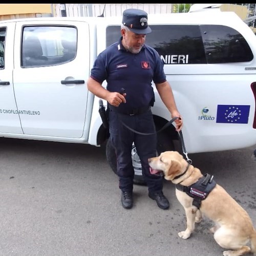 Strage di gatti a Nocera Inferiore, forestale di Cava de' Tirreni alla ricerca di esche e bocconi avvelenati 