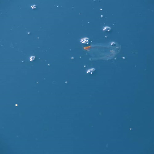 “Strane meduse” a Nerano, Amp Punta Campanella: «Esemplari di Salpa maxima, simbolo di biodiversità»