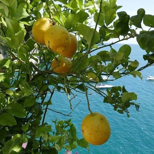 Limoni, agricoltura<br />&copy; Massimiliano D'Uva