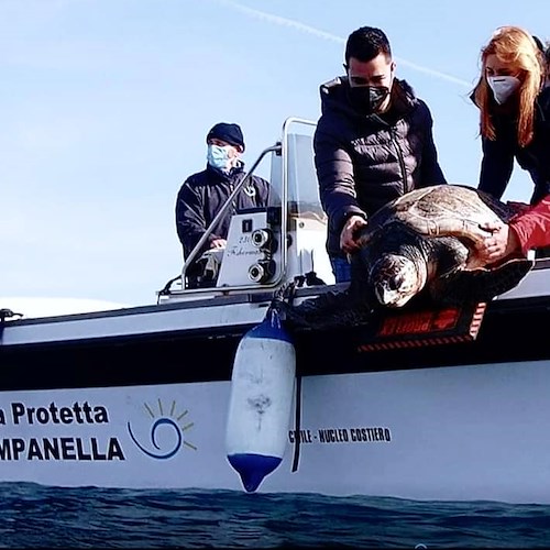 Svolta per le Caretta Caretta, in Campania una legge per la tutela delle tartarughe marine