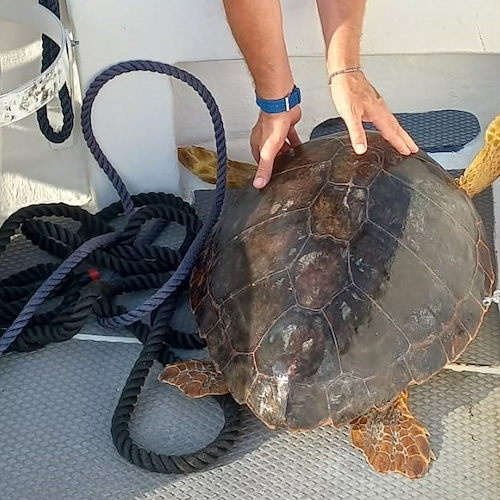 Tartaruga "caretta caretta" di 30 chili impigliata in una rete, salvata dai carabinieri di Milazzo 