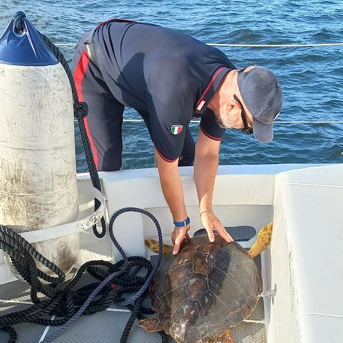 Tartaruga "caretta caretta" di 30 chili impigliata in una rete, salvata dai carabinieri di Milazzo 