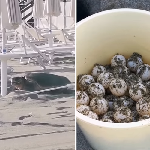 Tartaruga depone le uova sulla spiaggia di Camerota: è il quinto nido stagionale in Campania / FOTO-VIDEO