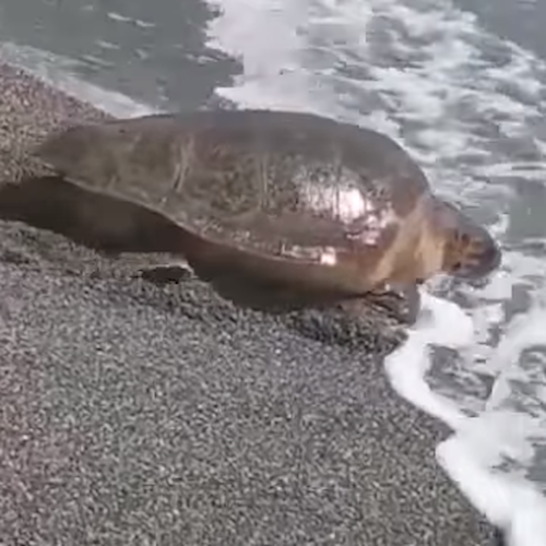 Tartaruga depone le uova sulla spiaggia di Camerota: è il quinto nido stagionale in Campania / FOTO-VIDEO