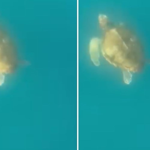 tartaruga marina a Capo di Sorrento<br />&copy; Kayak Sorrento