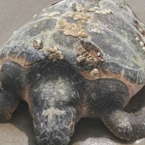 Tartaruga morta sulla spiaggia di Varcaturo, era avvolta nella plastica