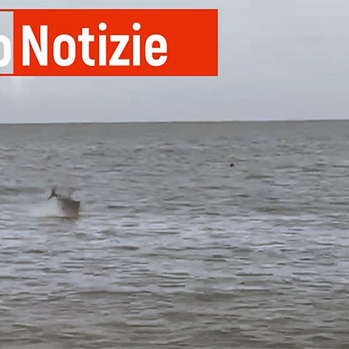 Tonno avvistato a pochi metri dalla spiaggia Grande di Positano / Video