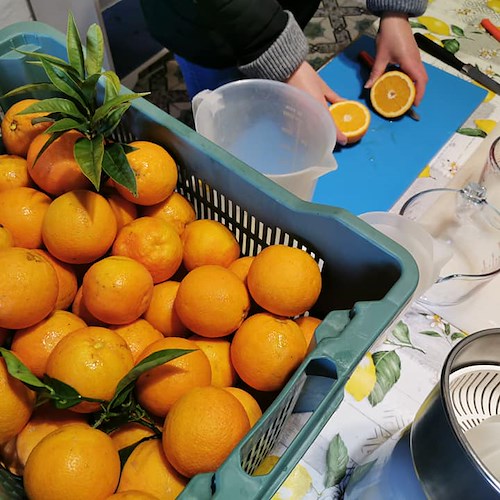 Torna "SorrentoOrangeWeek", progetto dedicato alla valorizzazione delle arance della Penisola Sorrentina 