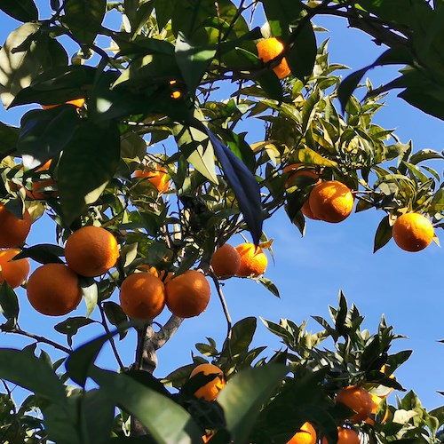 Torna "SorrentoOrangeWeek", progetto dedicato alla valorizzazione delle arance della Penisola Sorrentina 