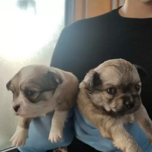 Traffico di cuccioli di cane: erano malati e morivano poco dopo l'acquisto. In manette famiglia bergamasca 