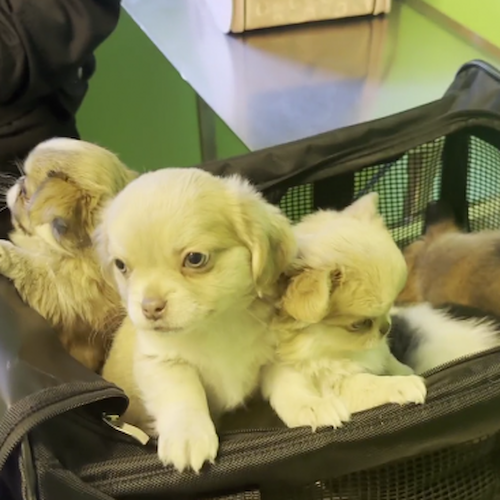 Traffico internazionale di cuccioli dall'Est Europa: denunciato imprenditore della provincia di Varese