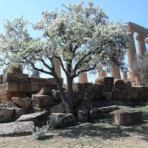 Agrigento, Valle dei Templi<br />&copy; Maria Abate