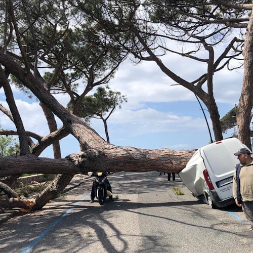 Tragedia sfiorata a Posillipo, albero crolla e si abbatte su furgone squarciandolo