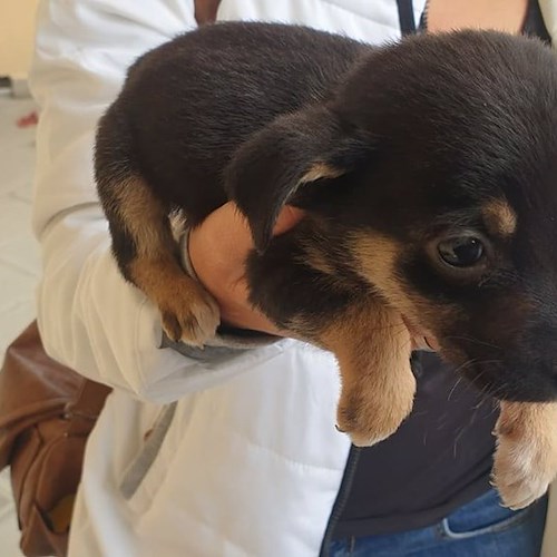 Tramonti: cucciolo abbandonato sulla SP2 trova casa, una storia a lieto fine alla Sal De Riso Costa d'Amalfi