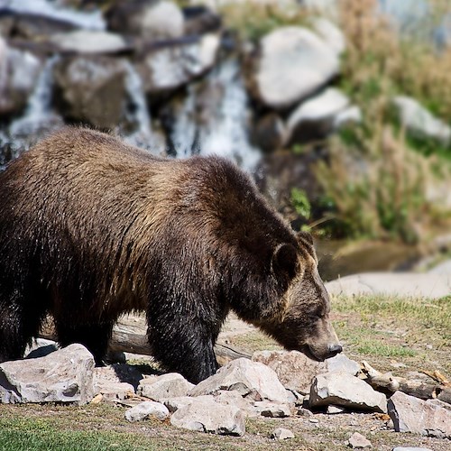 Trentino, Fugatti firma il decreto per l'abbattimento dell'orso Mj5