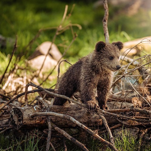 Trentino, Fugatti firma ordinanza per abbattimento Orsa F36. Animalisti: "Insensata e crudele"