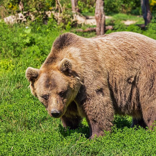 Trentino, giovane runner ucciso da orso in un bosco