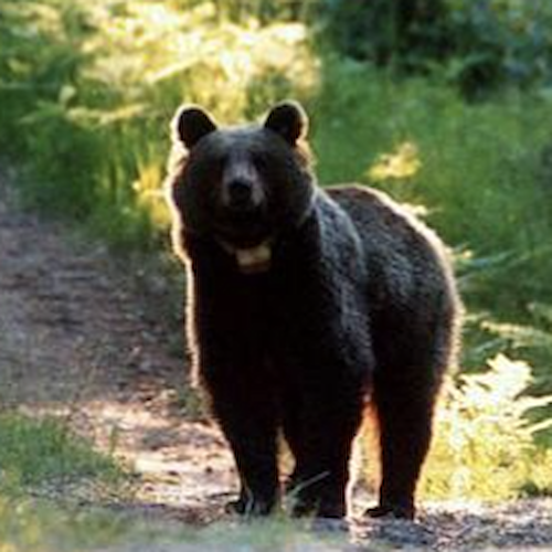 Trentino, muore l'orsa F43 durante intervento per la sostituzione del radiocollare