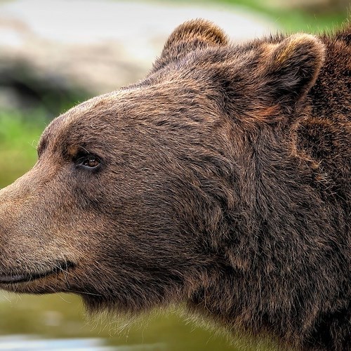 Orso<br />&copy; ambquinn su Pixabay