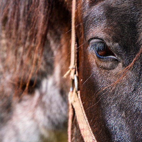 Cavallo<br />&copy; NickyPe