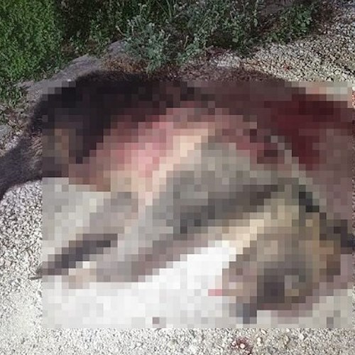 Uccisa a fucilate l’orsa Amarena<br />&copy; Parco Nazionale d'Abruzzo Lazio e Molise