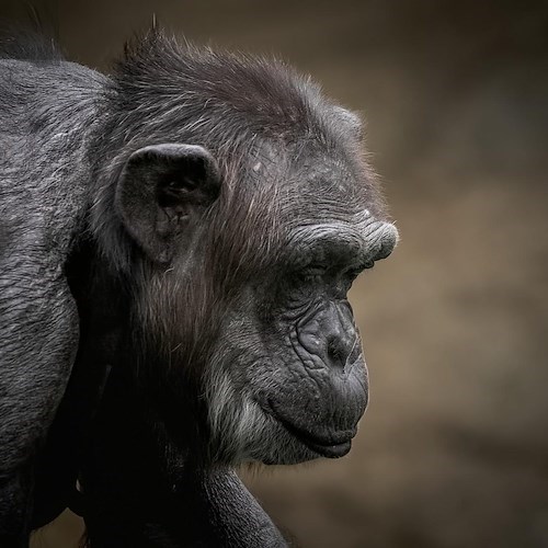 Ucraina, scimpanzé prima scappa dallo zoo e poi ci torna in bici