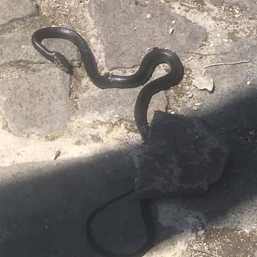 Un innocuo serpente nero scambiato per una vipera e schiacciato con un sasso /FOTO