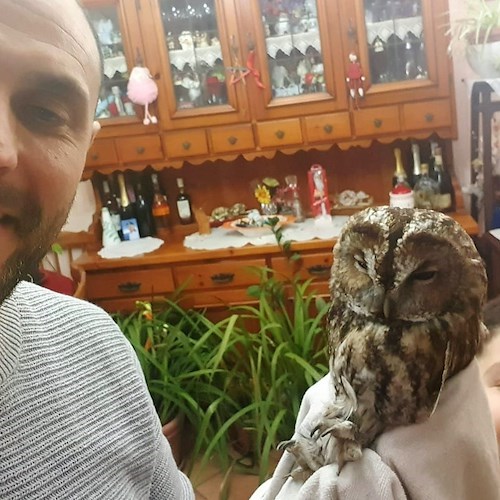 Usano versi di allocco per liberare esemplare intrufolatosi in canna fumaria, a Minori curiosa storia a lieto fine 