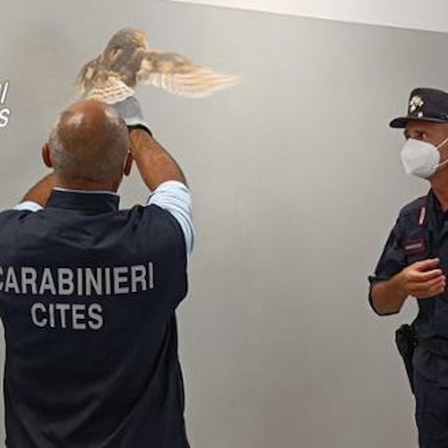 Venezia, barbagianni in fin di vita sfruttati per scattare foto con i turisti: ora sono in mani sicure
