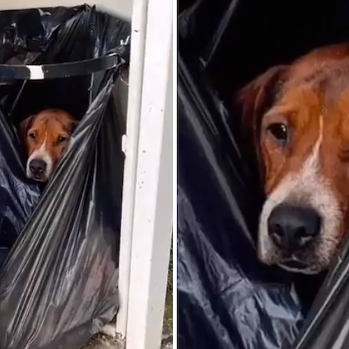 Vergogna a Calitri, cane abbandonato nel cestino dei rifiuti