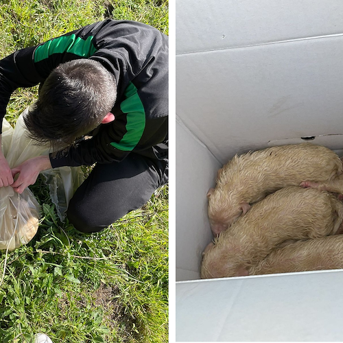 Vergogna a Tramonti, cuccioli di maremmano abbandonati in una busta. ENPA: «Occorre una balia»