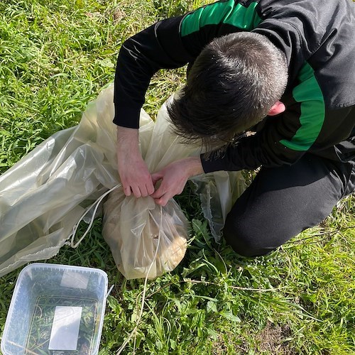 Vergogna a Tramonti, cuccioli di maremmano abbandonati in una busta. ENPA: «Occorre una balia»