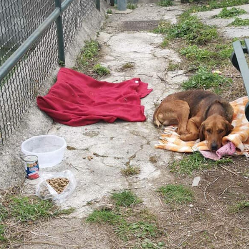 Vietri sul Mare, cane abbandonato a Dragonea: intervengono cittadini, comitato e polizia per soccorrerlo 