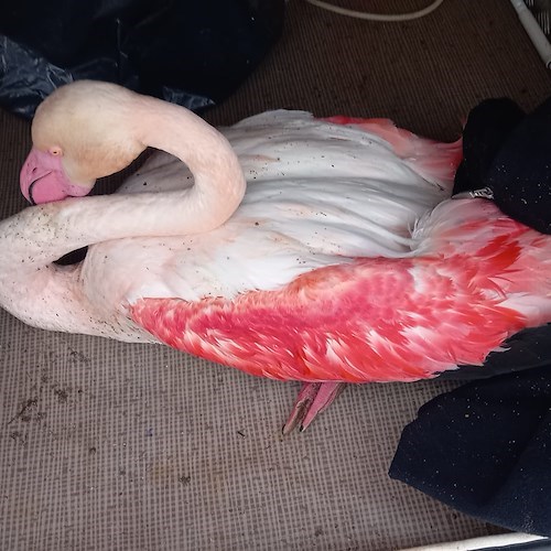 Vigile del Fuoco fuori dal servizio salva un fenicottero rosa /Foto